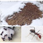 Fourmilière en hiver