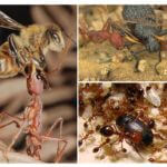 Nourriture pour les fourmis prédatrices