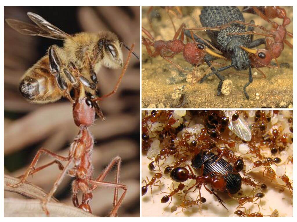 Nourriture pour les fourmis prédatrices