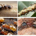 Les fourmis