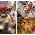 Bouledogues fourmis