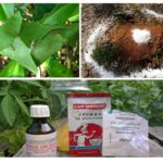 Combattre les fourmis dans le jardin
