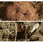 Fourmis dans le jardin