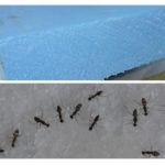 Fourmis dans la mousse