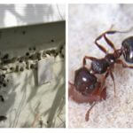 Fourmis en isolation