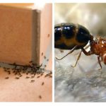 Fourmis dans la maison