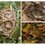 Souris des forêts