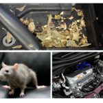 Souris dans la voiture