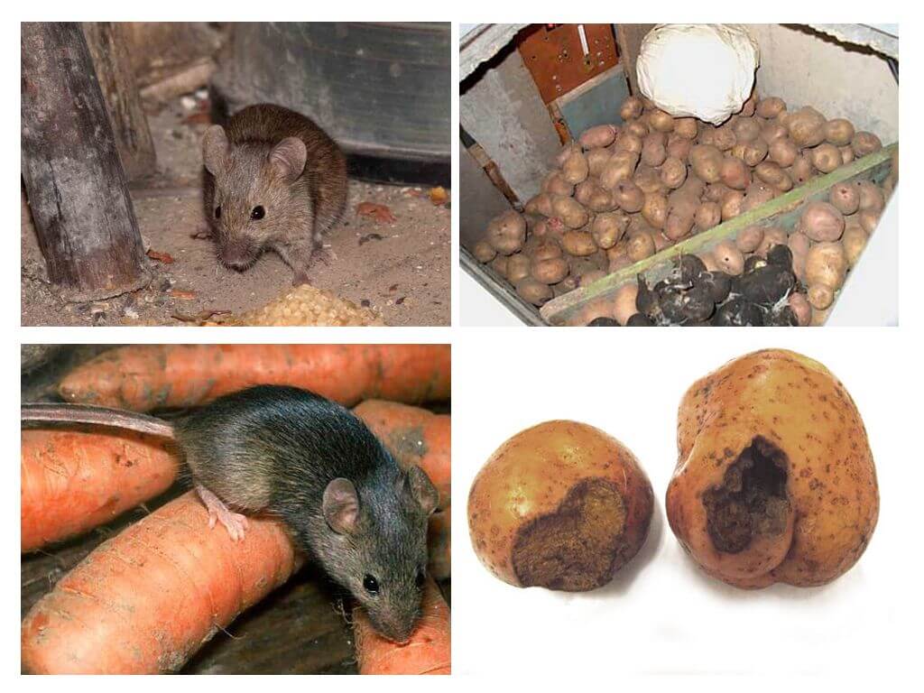 Souris dans la cave