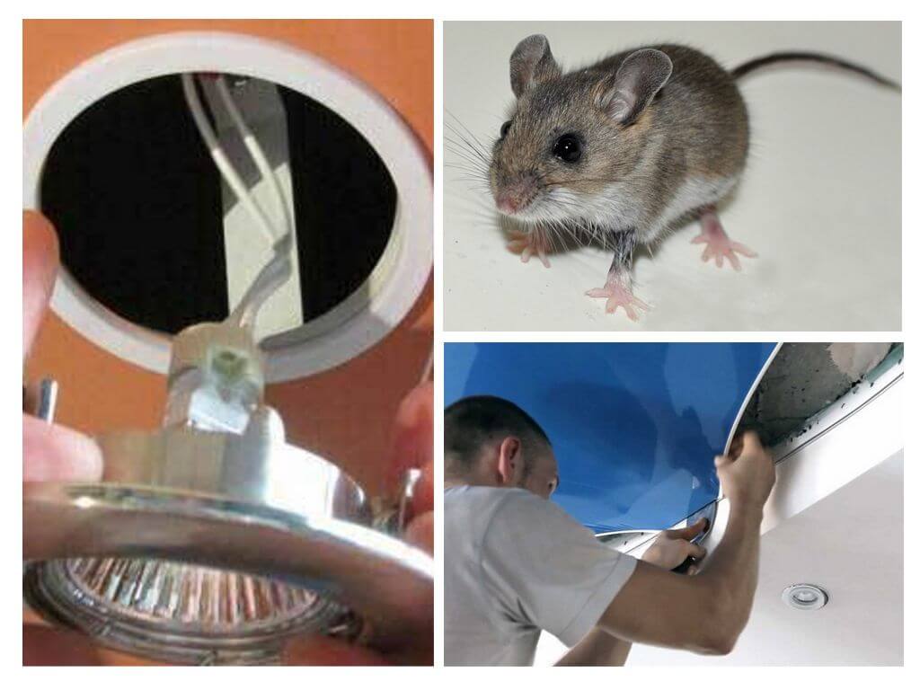 Souris dans un plafond suspendu