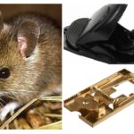 Piège à souris