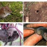 Souris dans le jardin