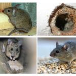 Souris dans la maison
