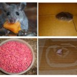 Souris dans le garage