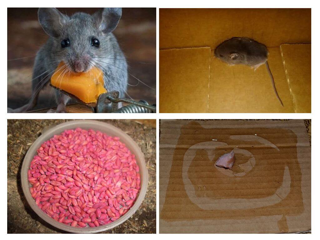 Souris dans le garage
