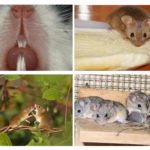 Habitat de la souris
