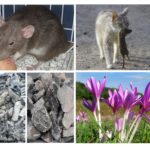 Fonds de rats