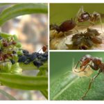 Symbiose insecte