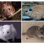 Souris moulues