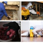 Traitement des locaux des rongeurs