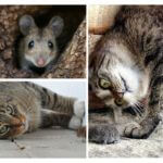 Chasse aux souris