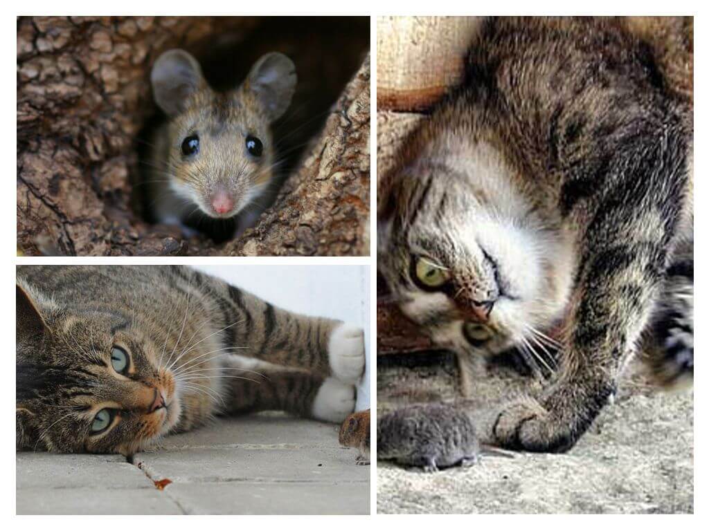 Chasse aux souris