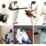 Désinfestation professionnelle