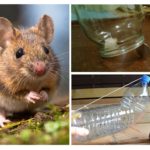 Attraper des souris sans piège à souris