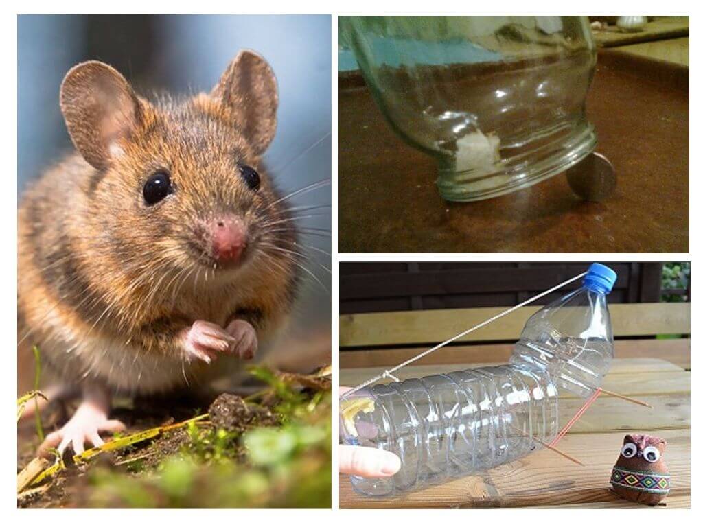 Attraper des souris sans piège à souris