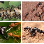 La vie des fourmis