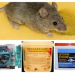 Poison de souris