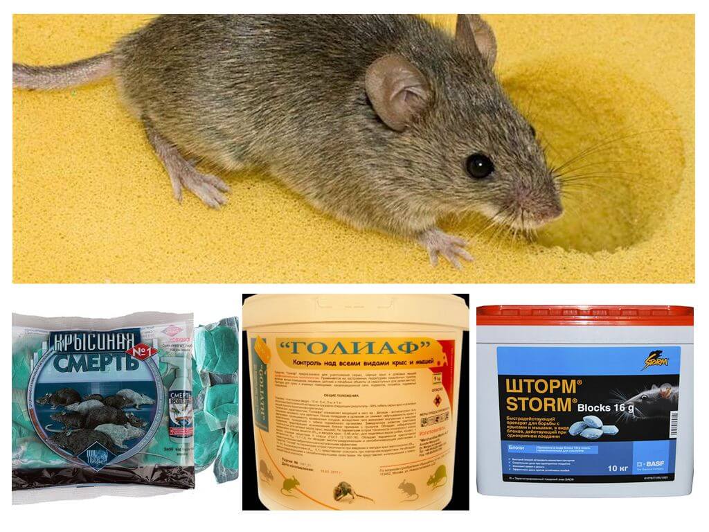 Poison de souris