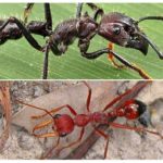 Des représentants du genre Paraponera