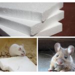 Mousse et souris