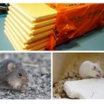Penoplex et souris