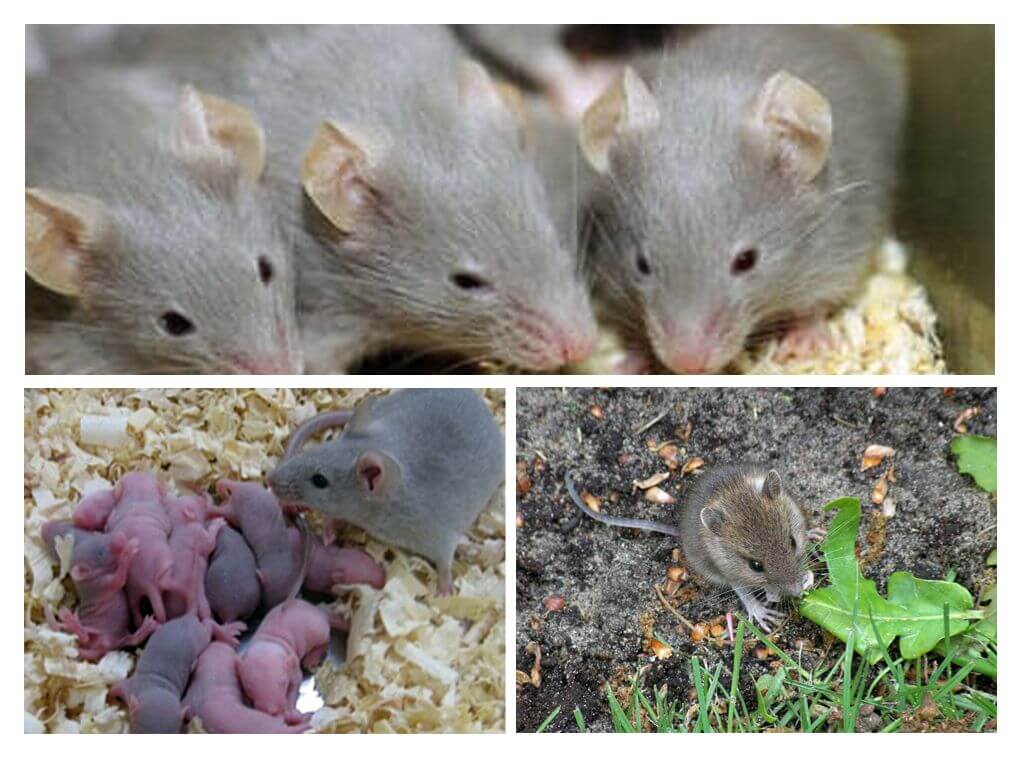 Nutrition et élevage de rongeurs