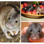 Nourriture pour souris
