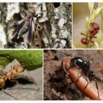 Nourriture pour insectes dans la nature