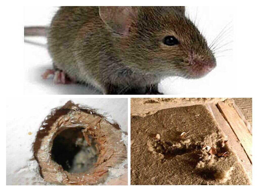 Isolation des souris qui rongent