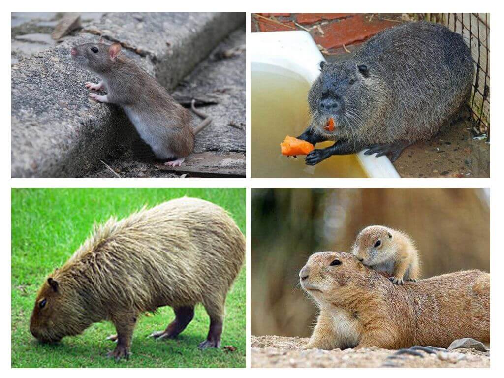 Animaux ressemblant à des rats