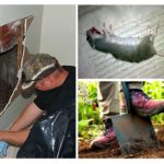 La recherche du rat sous le sol