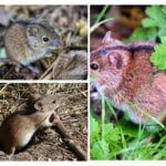 Souris de champ