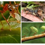 Les bienfaits des insectes