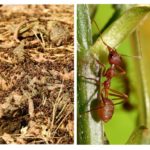 Les bienfaits des fourmis