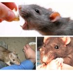 Comportement du rat