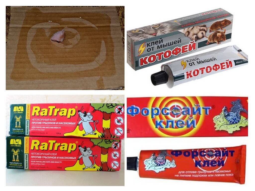 Colle de rats et de souris