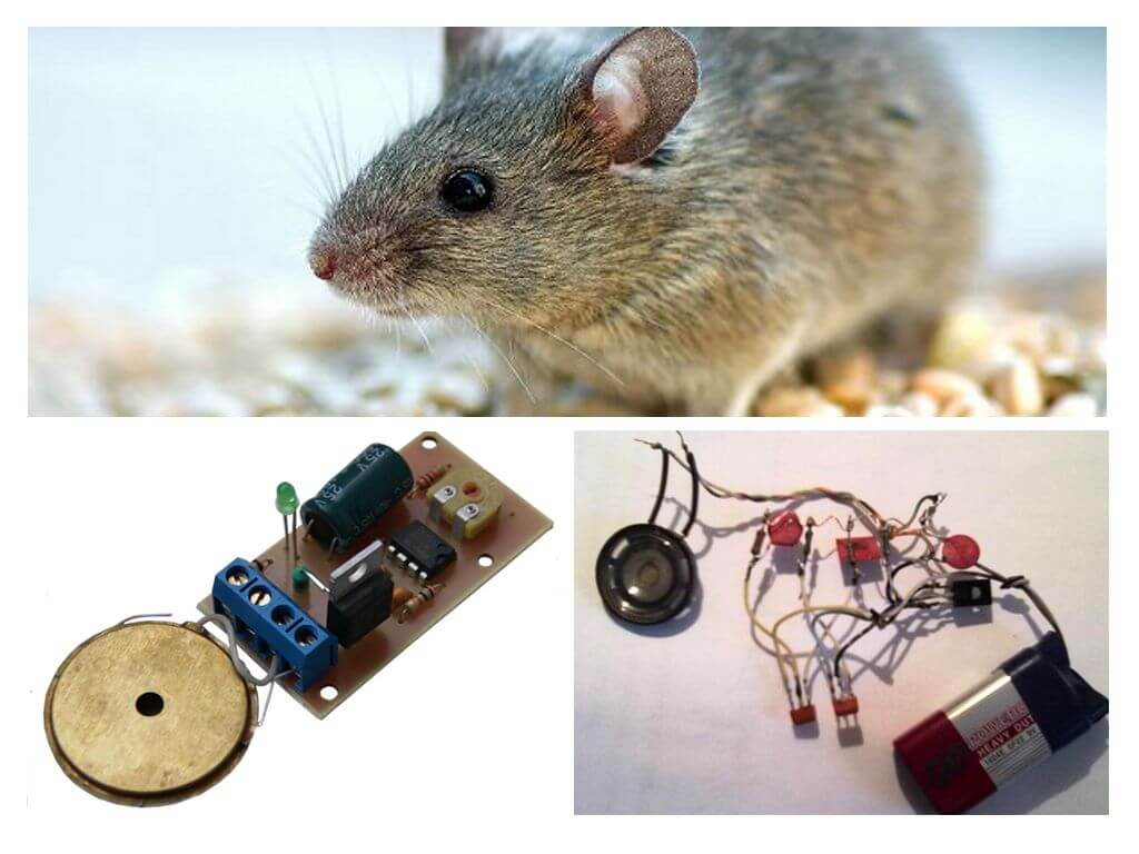 Souris