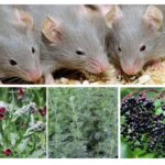 Herbes de souris