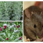 Plantes de rongeurs