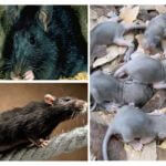 Élevage de rats